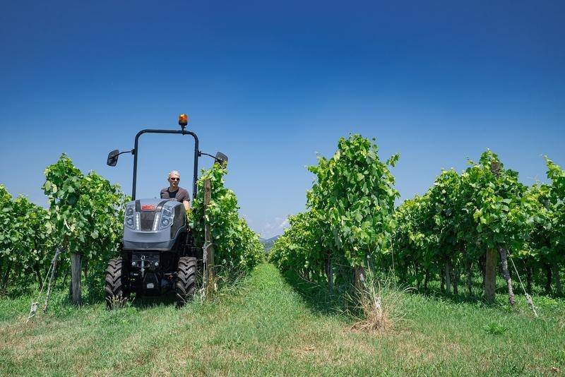 Viti / Vini